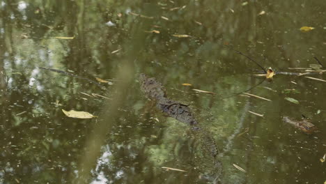 Caimán-Nadando-En-El-Río-Amazonas-Ecuador