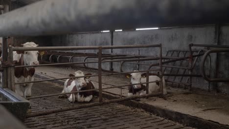 video looking through a gate of three cows confined inside a rustic shed