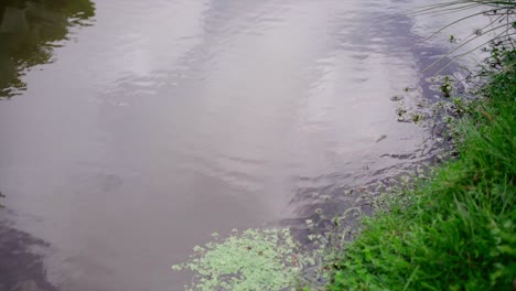 Kippschuss-Im-Teich,-Der-Die-Reflexion-Des-Wolkenhimmels-Und-Der-Grünen-Pflanzen-Sieht