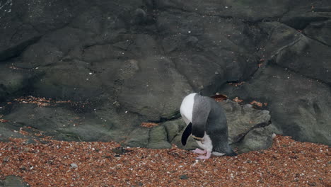 yellow-eyed penguin preening itself at sunset in katiki point lighthouse, moeraki, new zealand - static shot