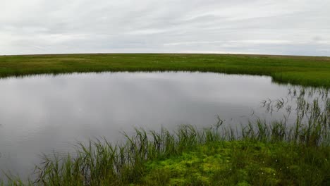 Luftdrohnenaufnahme,-Die-Tief-über-Aufgetautem-Tundra-Permafrost-In-Der-Nähe-Der-Arktis-In-Barrow,-Alaska,-Mit-Graswasser-Und-Blumen-Fliegt