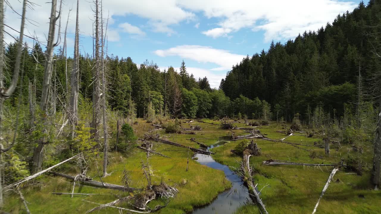 Aerial Drone Captures Stream, Dead Trees, and Lush Alpine Forest on Moresby Island, British Columbia, Canada