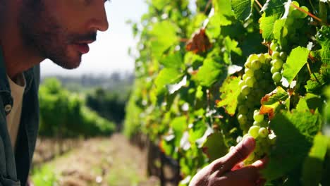 agricultor masculino comprobando las uvas en el viñedo