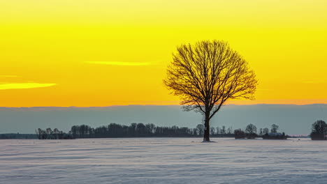 Un-árbol-En-Un-Paisaje-Nevado-De-Invierno