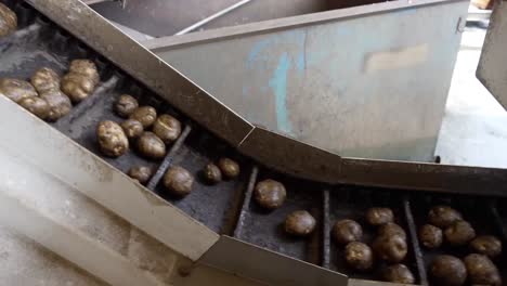 las patatas se mueven en un transportador