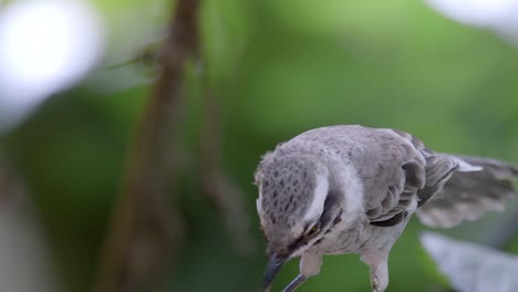 Bulbul-Con-Ventilación-De-Luz-Encaramado-En-Una-Rama-De-árbol-En-El-Bosque---Cierre,-Cámara-Lenta