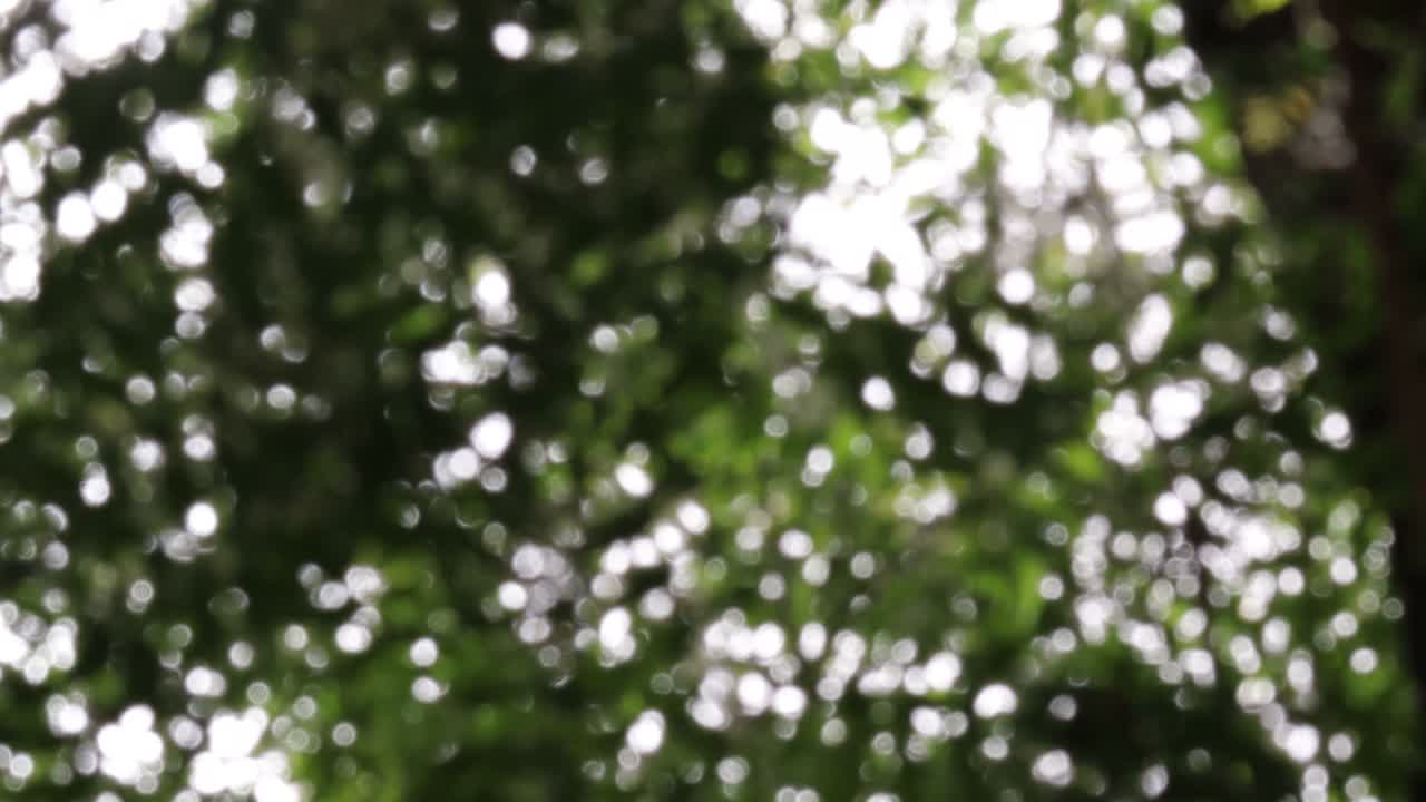 초점을 잃은 자연의 배경이 깨졌습니다.