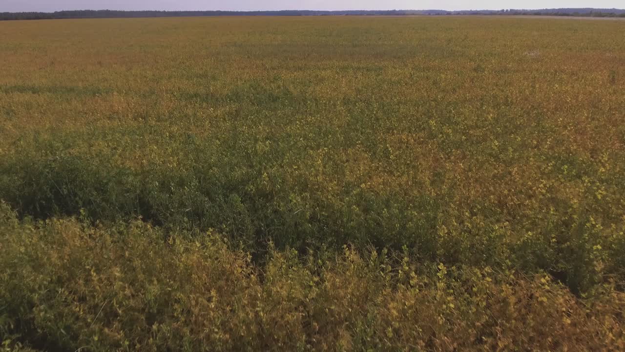 Pea Fields Yellow on a Sunny Summer Day. Aerial Low Flying Forward
