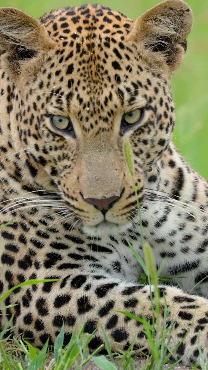 Kruger Ulusal Parkı'nın yeşil çimlerinde dinlenen, doğrudan kameraya bakan görkemli bir leopar. Doğa belgeselleri, yaban hayatı koruma veya seyahat içeriği için mükemmel.