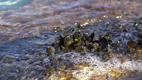 a close up shot of waves crashing over a colony of mussels on a sunny afternoon, slow motion static shot