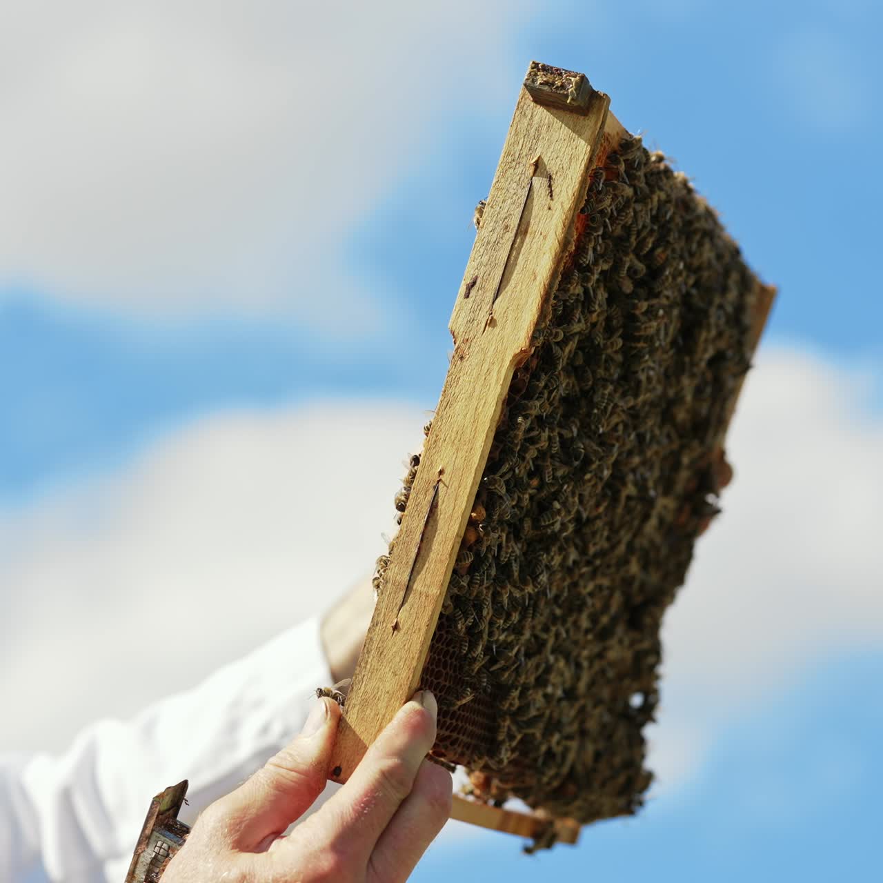 Frame with bees in beekeeper's hands. Apiarist examining bees on honeycombs on blue sky background. Side view. Beekeeping process