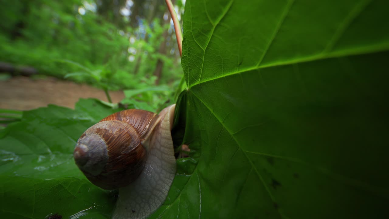 un video de primer plano de un pequeño caracol de jardín arrastrándose por el suelo del bosque después de la lluvia