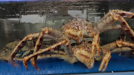 multiple crabs walking inside an aquarium.