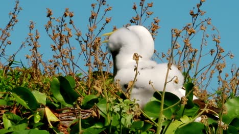 Dos-Aves-Marinas-Atoba-Blancas-Se-Sientan-En-Una-Hierba-Larga-En-Las-Islas-Abrolhos-En-Sudamérica