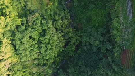 日差しの中でインドネシアの緑の荒野の間を流れる小さな川