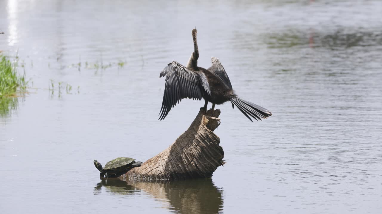 A cormorant spreads its wings beside a turtle on a log in still, reflective water
