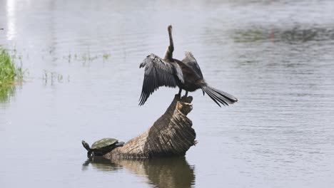 a cormorant spreads its wings beside a turtle on a log in still, reflective water