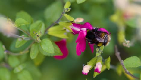 close up bourdon pollinisant les fleurs