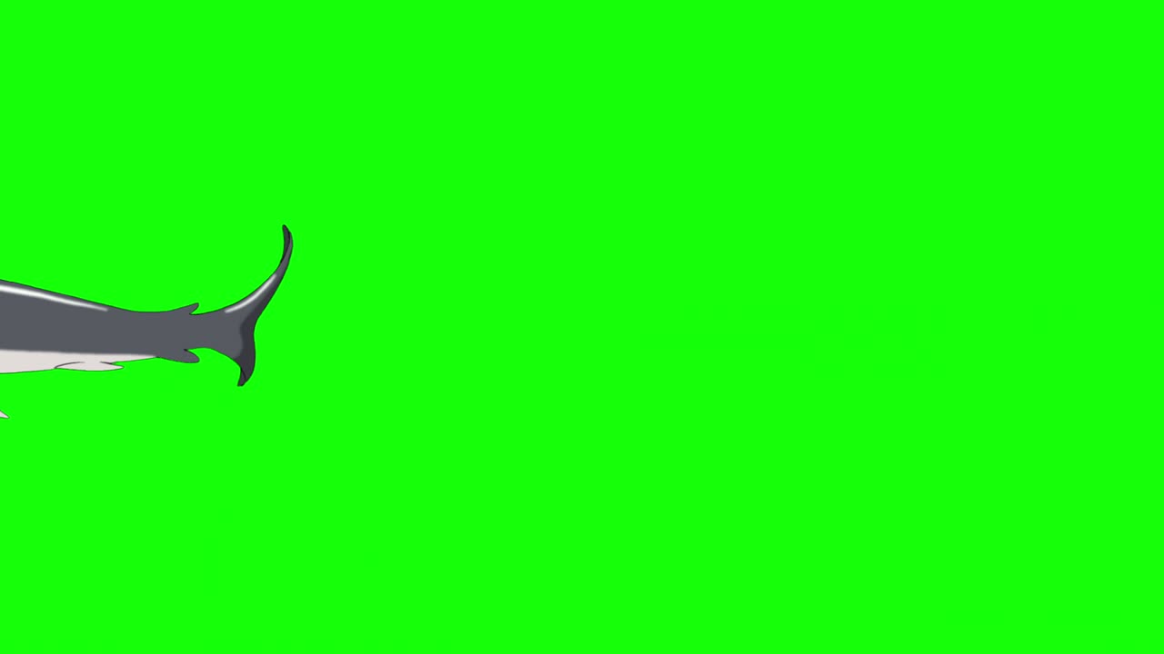 Gray shark swim looped chroma key