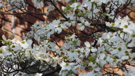 beautiful white flowers hanging on a tree in siloam springs, arkansas