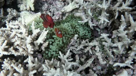 Zwei-Rote-Clownfische-Schwimmen-Zwischen-Den-Seeanemonen