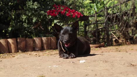 a dog guards his owner's house in minas gerais, brazil