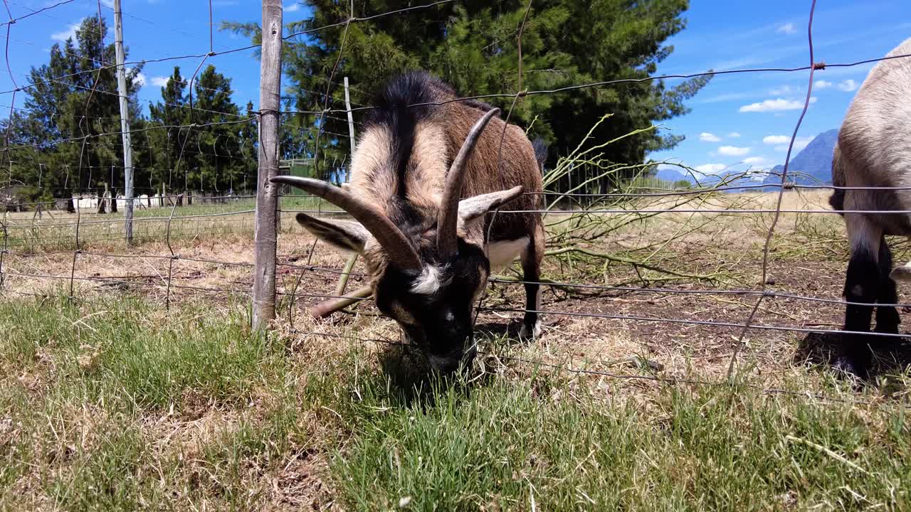 농장 의 울타리 뒤 에 있는 염소 들 이 풀 을 먹고 있다 - 근접적 인 모습,
