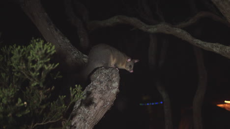 ringtail possum sitting still on a moonah twisted tree trunk at night