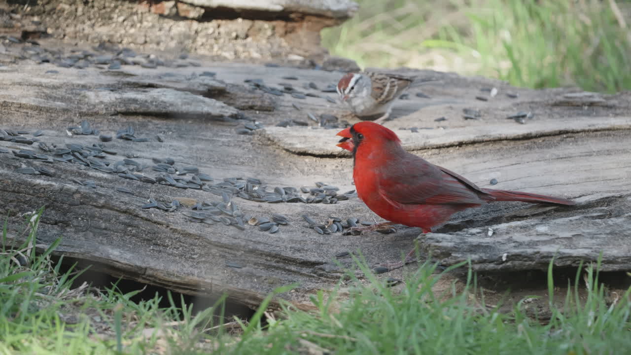 A Northern Cardinal eats seeds off of a log with Sparrows behind him - Cardinalis cardinalis