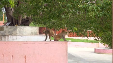 monkeys breeding monkey outside temple on stairs