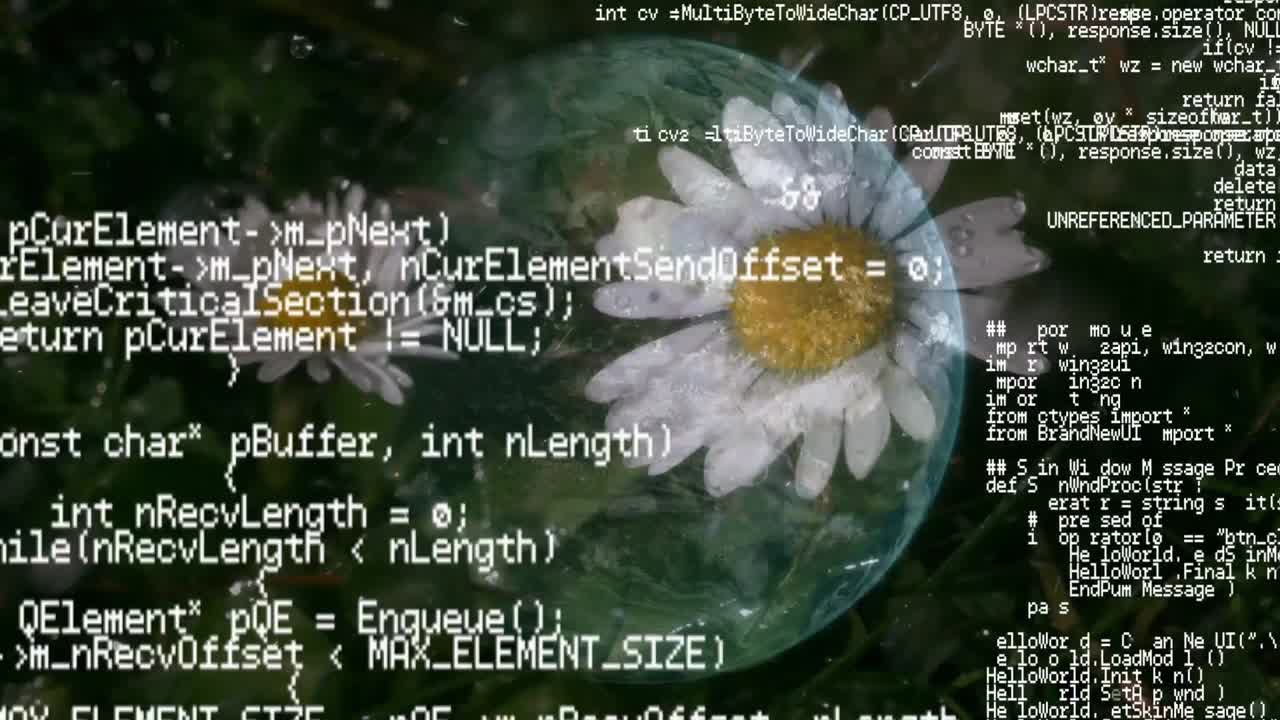 flor de hierba de pollo bajo la lluvia