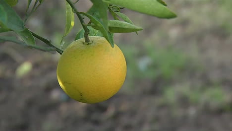 en un árbol de naranja