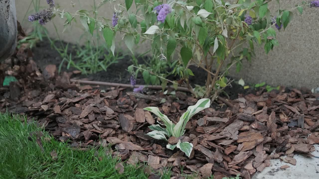 Gartner lægger barkflis omkring planter i baghave til haveanlæg