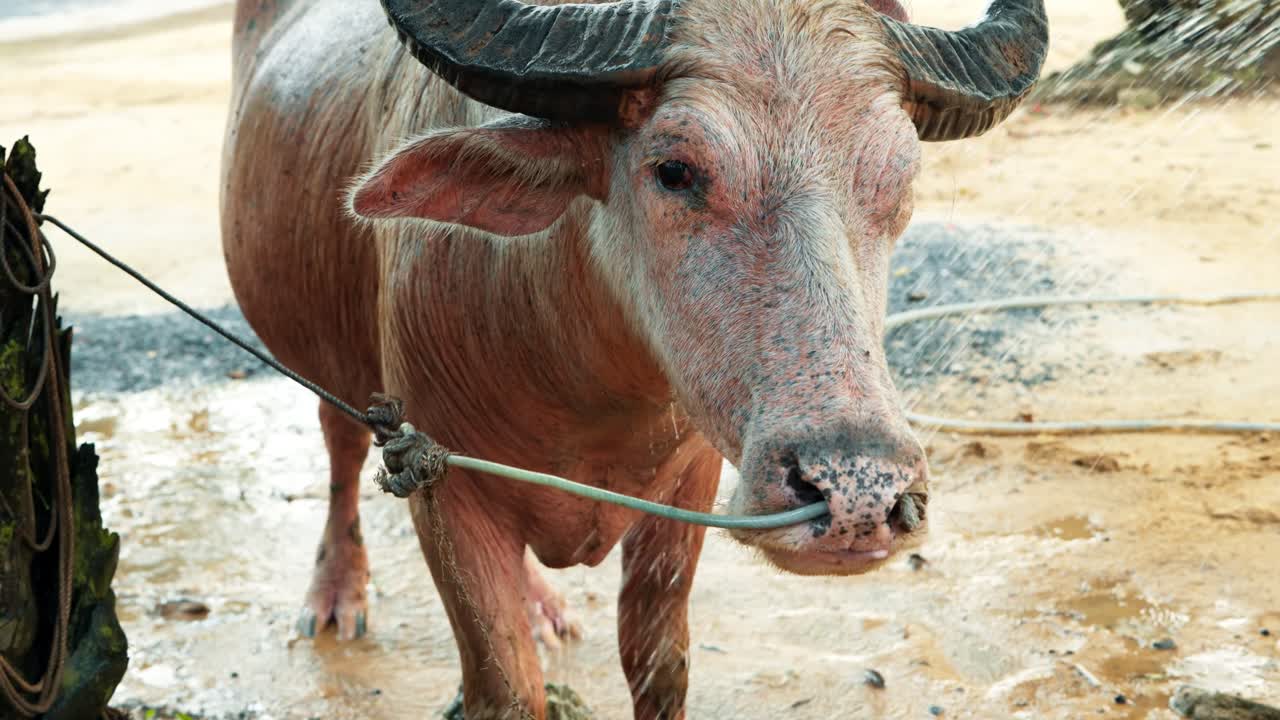 A close-up shot of a large brown water buffalo's head as it gets washed with a hose on a farm, with water splashing on its face and horns