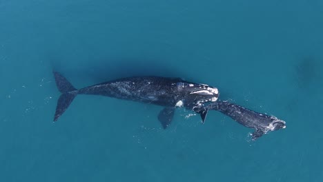 Southern-Right-Wale-Mutter-Und-Kalb-Schwimmen-Auf-Dem-Offenen-Meer,-Nahe-Der-Halbinsel-Valdes-In-Patagonien---Nuevo-Golf---Antenne,-Overhead,-Drohnenaufnahme-60-Fps