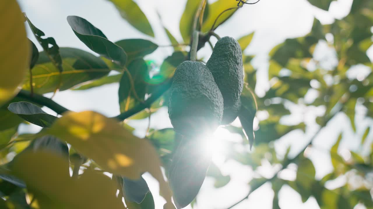 un montón de aguacates orgánicos colgando de un árbol tropical verde a la luz del sol
