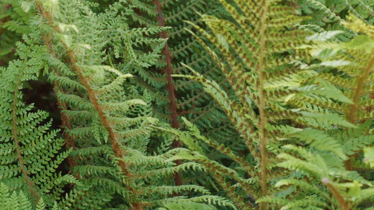 Bracken fern fronds gently move in breeze, natural daylight, close-up, steady camera, tranquil mood