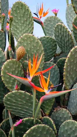 vibrant bird of paradise flowers amidst prickly pear cactus
