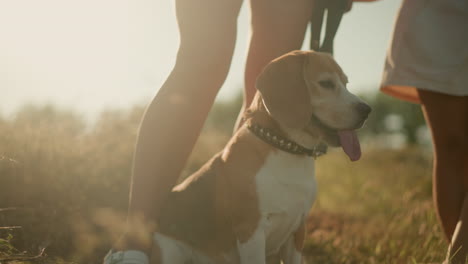 primer plano de beagle de pie al lado del dueño en un campo cubierto de hierba, la luz del sol iluminando la piel, con otra persona de pie cerca, el perro parece tranquilo y relajado, la lengua en la cálida luz del sol de verano