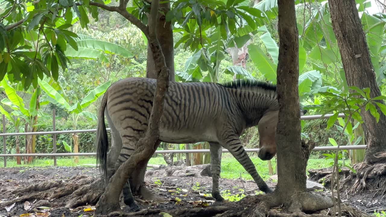 Kreuzung aus Zebra und Esel (Zonkey oder Zedonk), Tansania