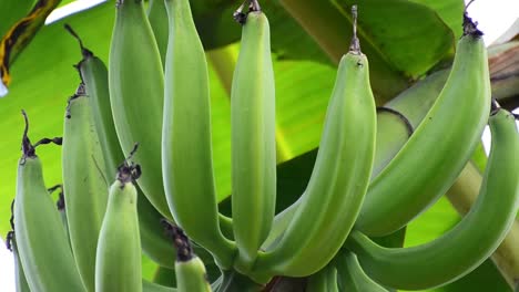 detailed close-up shot of a big bunch of green unripe bananas hanging from a palm tree