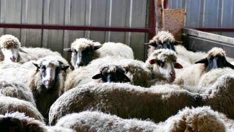 sheep and lambs on farm animals