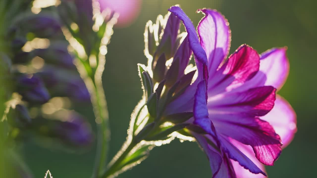 Sart lilla blomst glødende i morgensolen