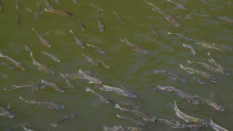 fishes swimming in the water pond