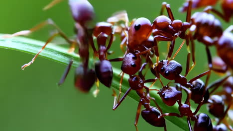 a colony of ants on a green leaf