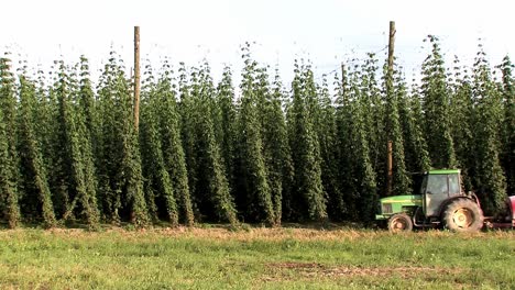 Farmer-using-pesticides-in-a-hop-garden-against-mildew,-Bavaria,-Germany