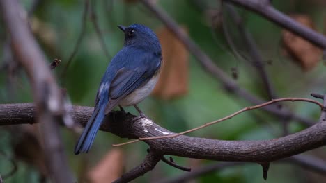 Visto-Desde-Atrás-Y-Luego-Gira-La-Cabeza-Hacia-La-Izquierda-Y-Hacia-Arriba,-Papamoscas-Azul-Indochino-Cyornis-Sumatrensis,-Tailandia