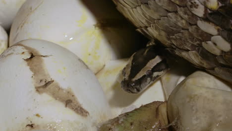 slithering mother snake on top of nest of python eggs