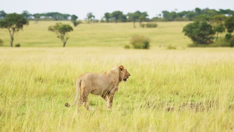 slow motion shot of wide open masai mara savannah, lion walking searching for prey, predator looking to hunt, african wildlife ecosystem protection in maasai mara, kenya, africa safari animals