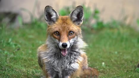 close up shot of a fox laying in grass then yawning into camera in wild